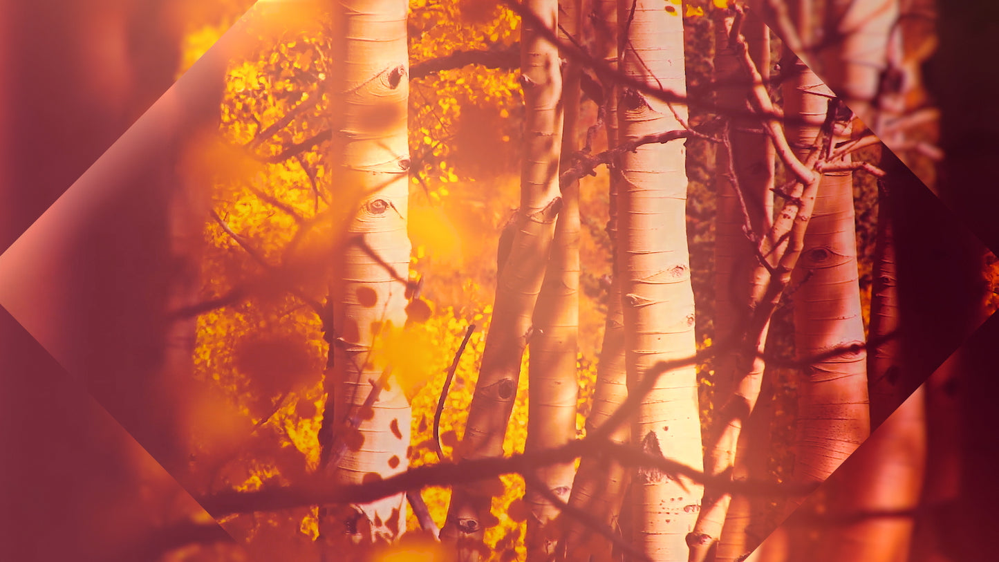 Autumn Oasis Birch