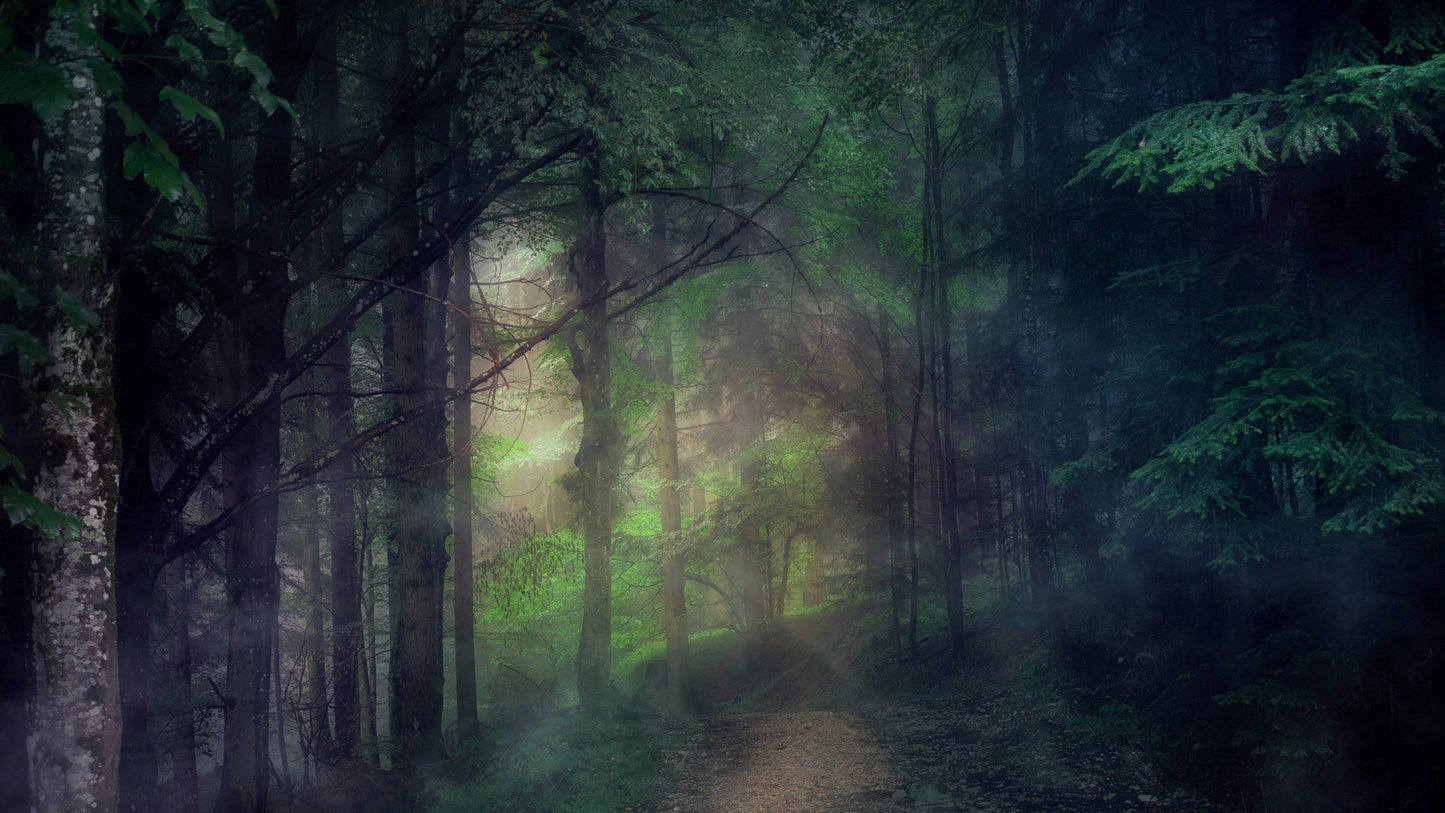 Last Light Woods