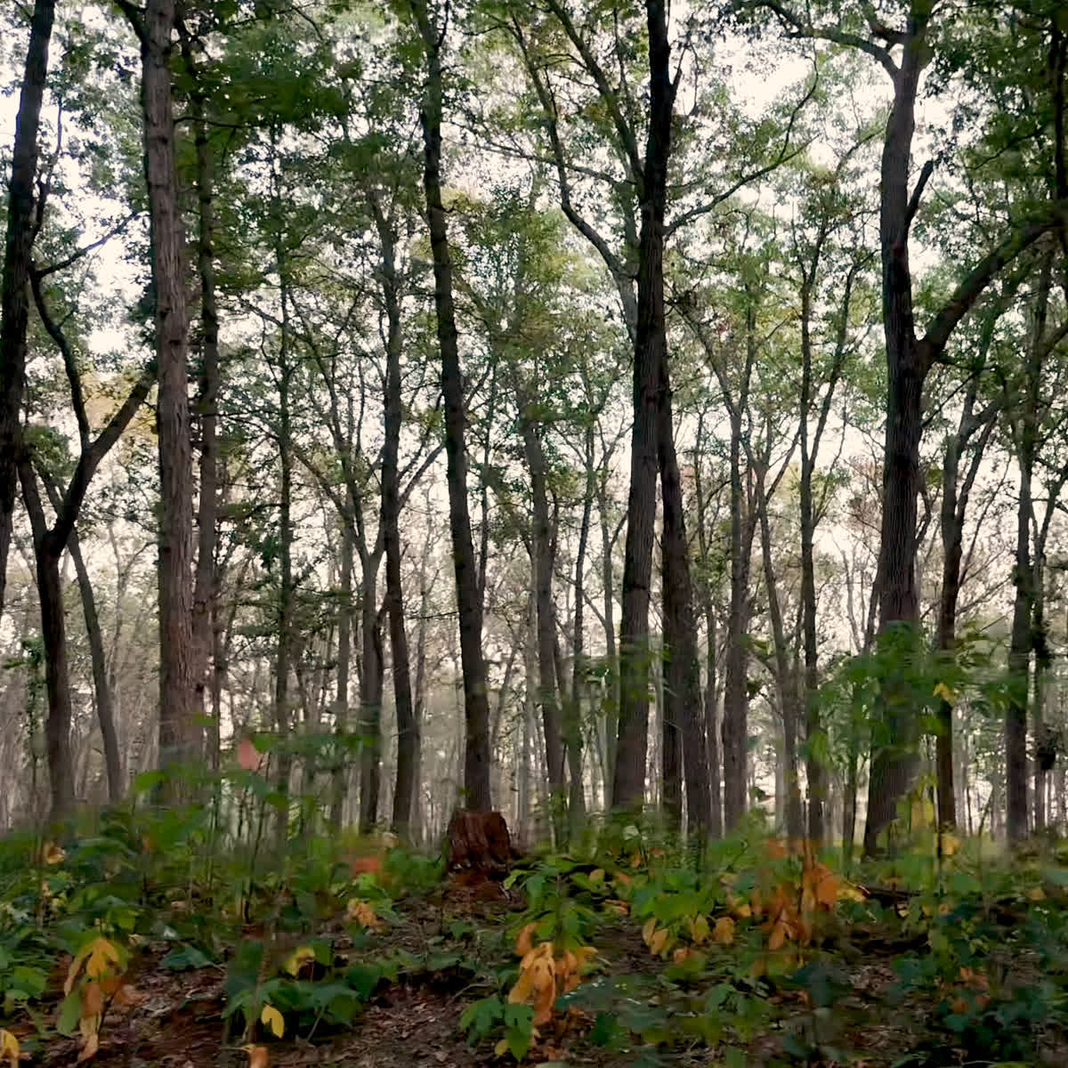 The Forest Grow in Grace Online Blank