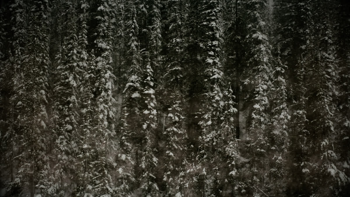 Evergreen 4