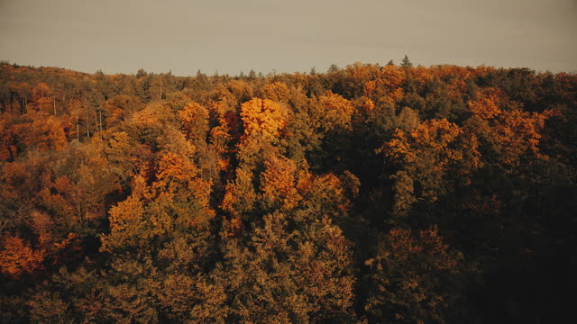 Autumn Foliage 9
