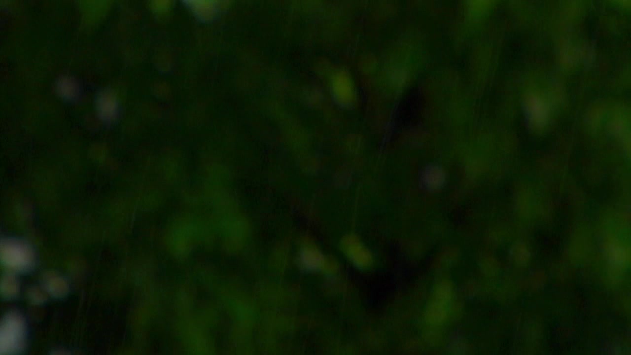 Rustling Leaves Motion | Shift Worship