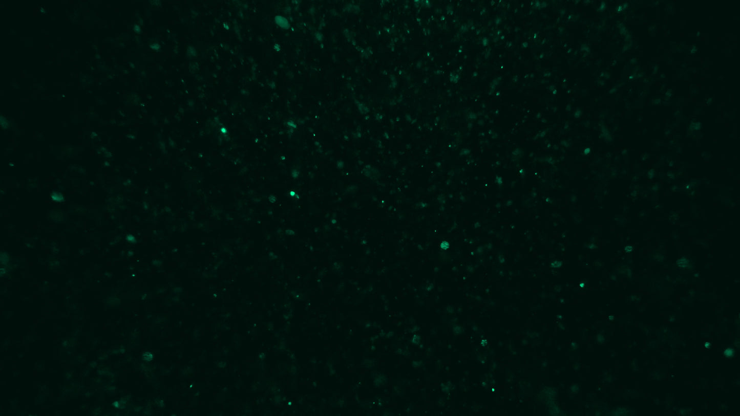Christmas Glitter 12 Still