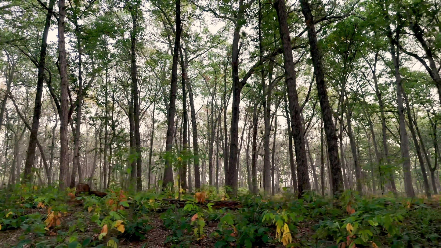 The Forest 7
