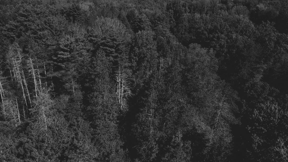 The Forest 11 BW