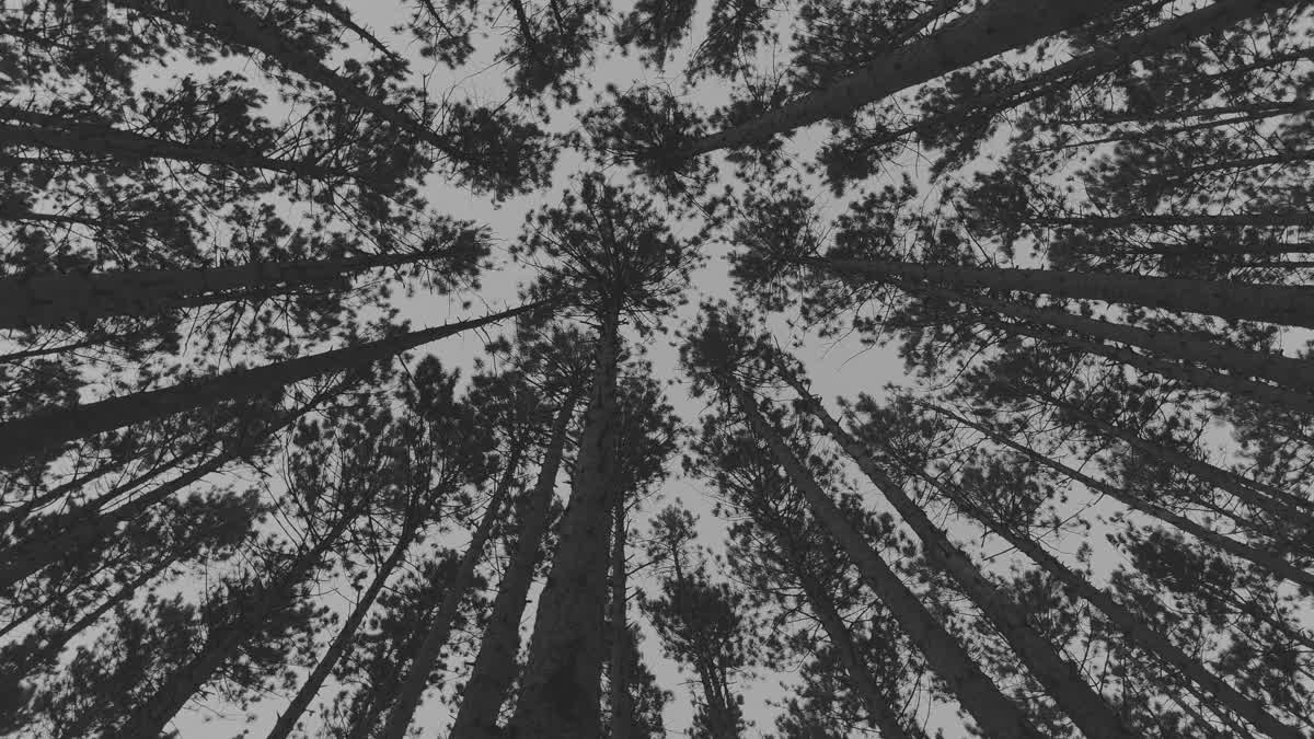 The Forest 1 BW