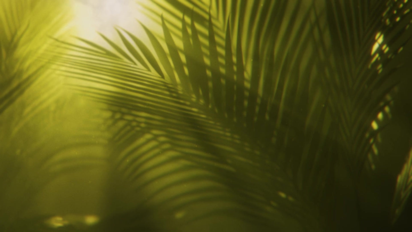 Holy Week 10 Green Palm