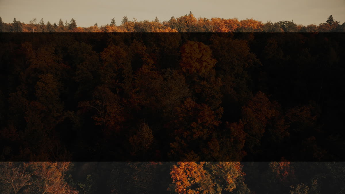 Autumn Foliage 1 Alt