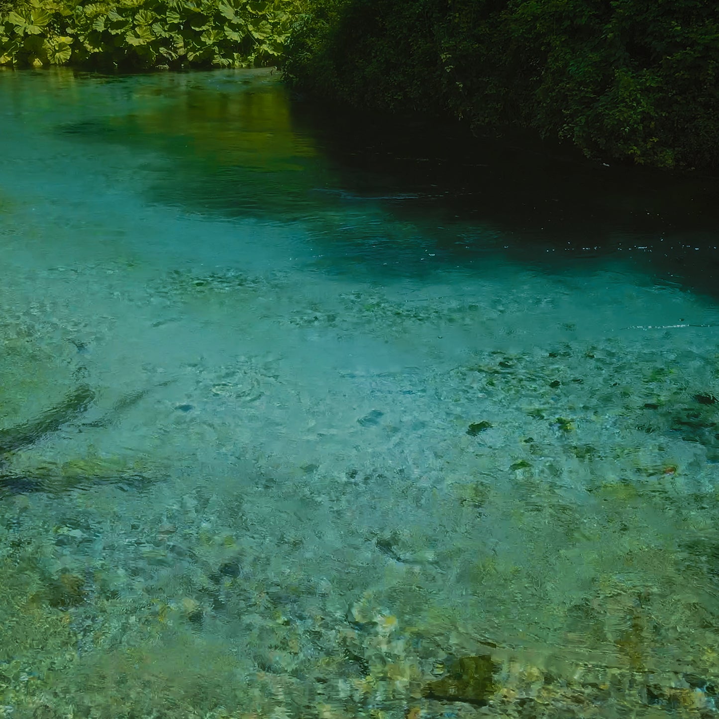 Blue Eye Pray
