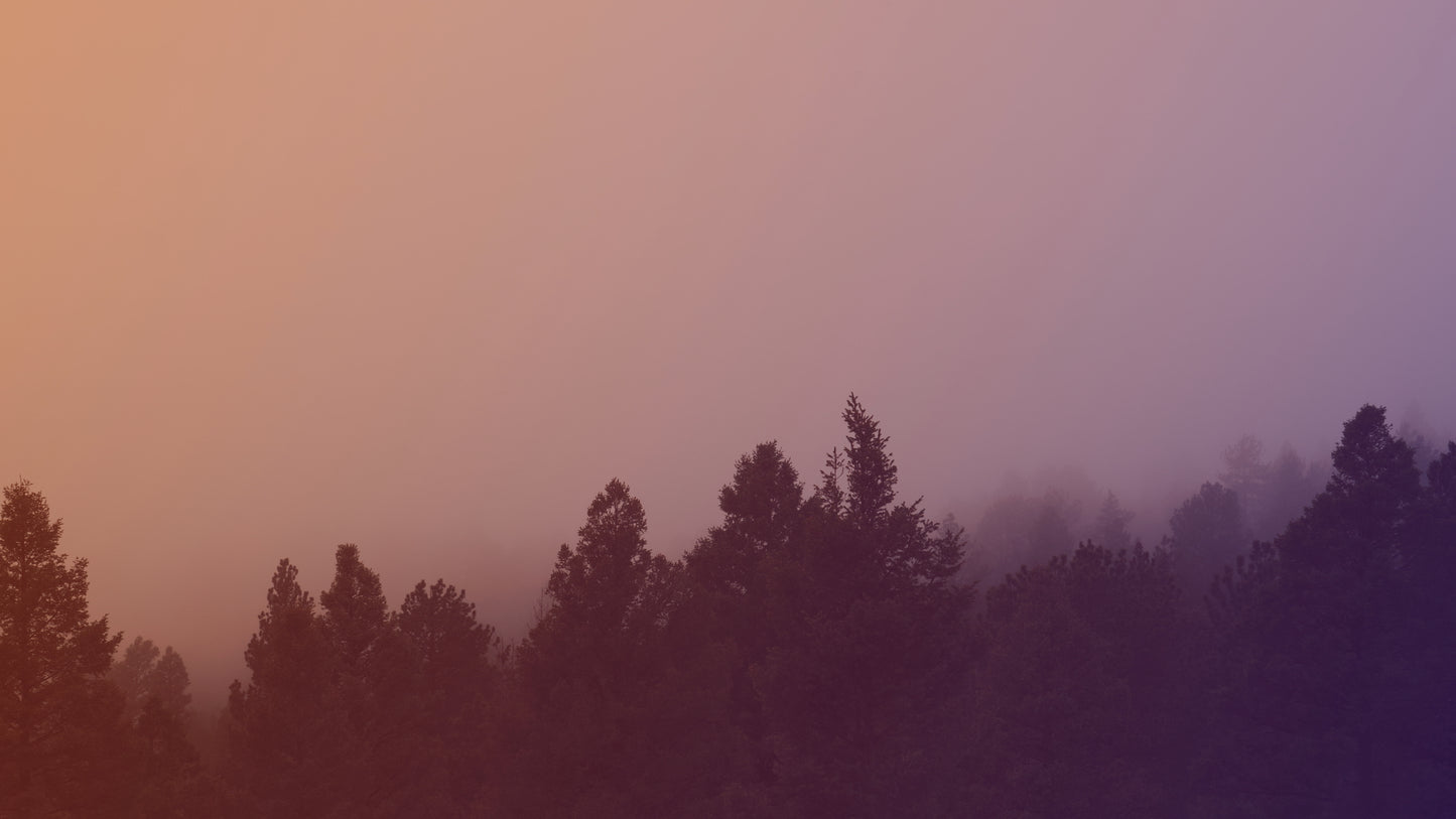 Misty Forest Sunset