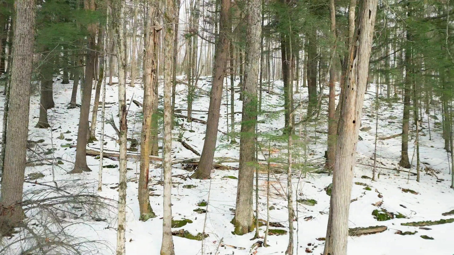 Winter Woods 08