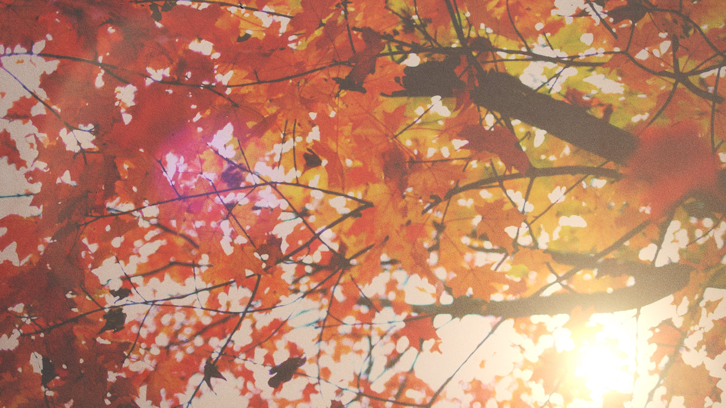 Autumn Light 05 Still