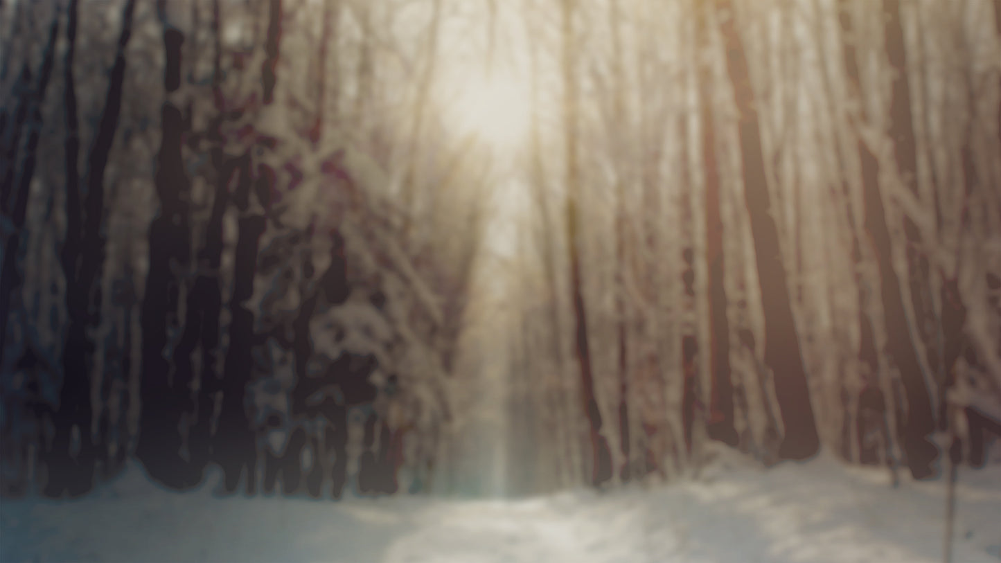Christmas Forest Calm