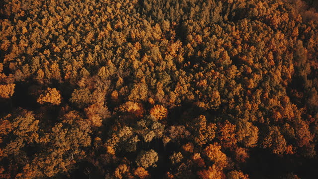 Autumn Foliage 7