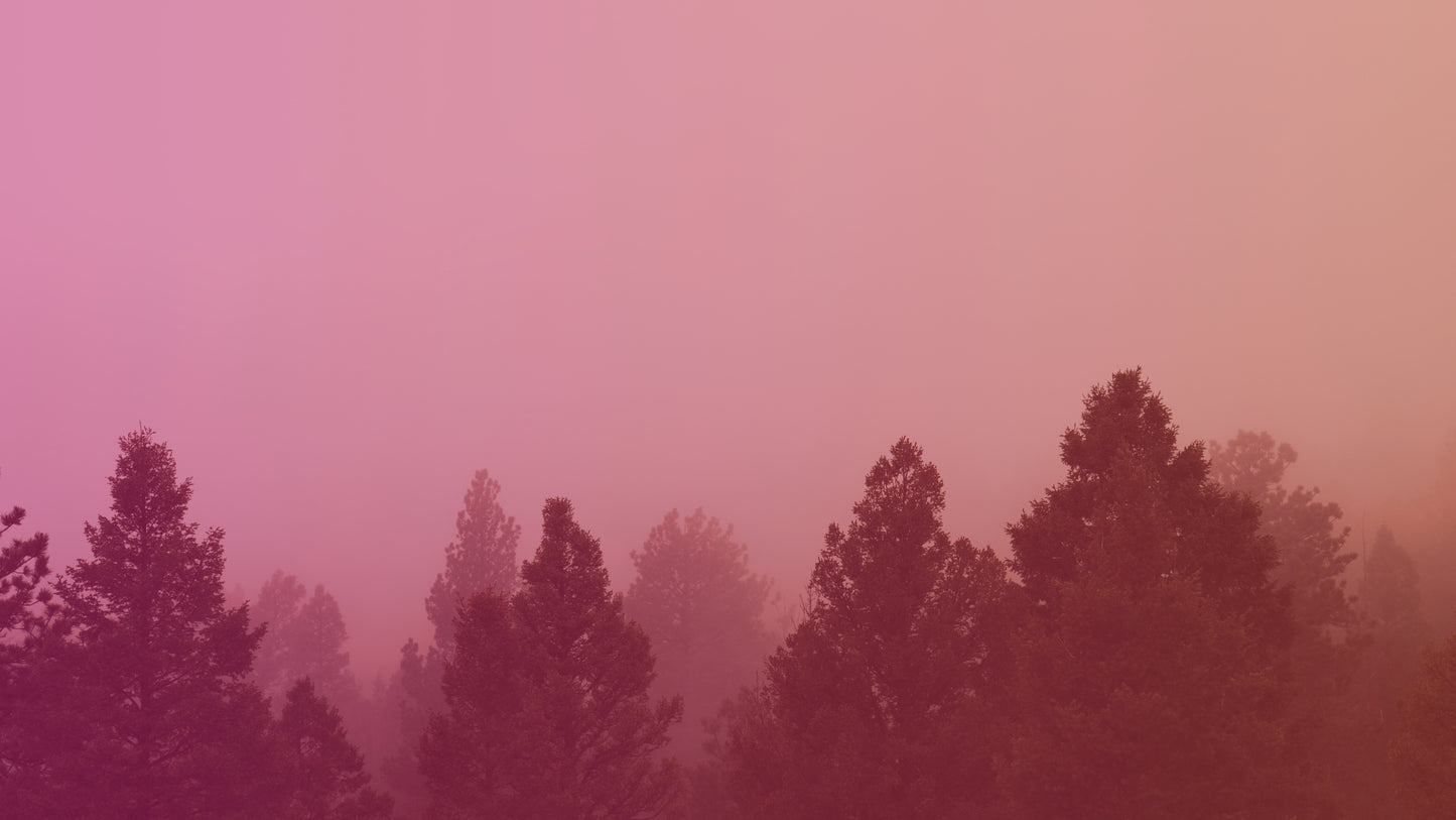 Misty Forest Sunrise
