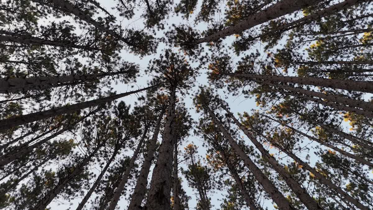 The Forest 1