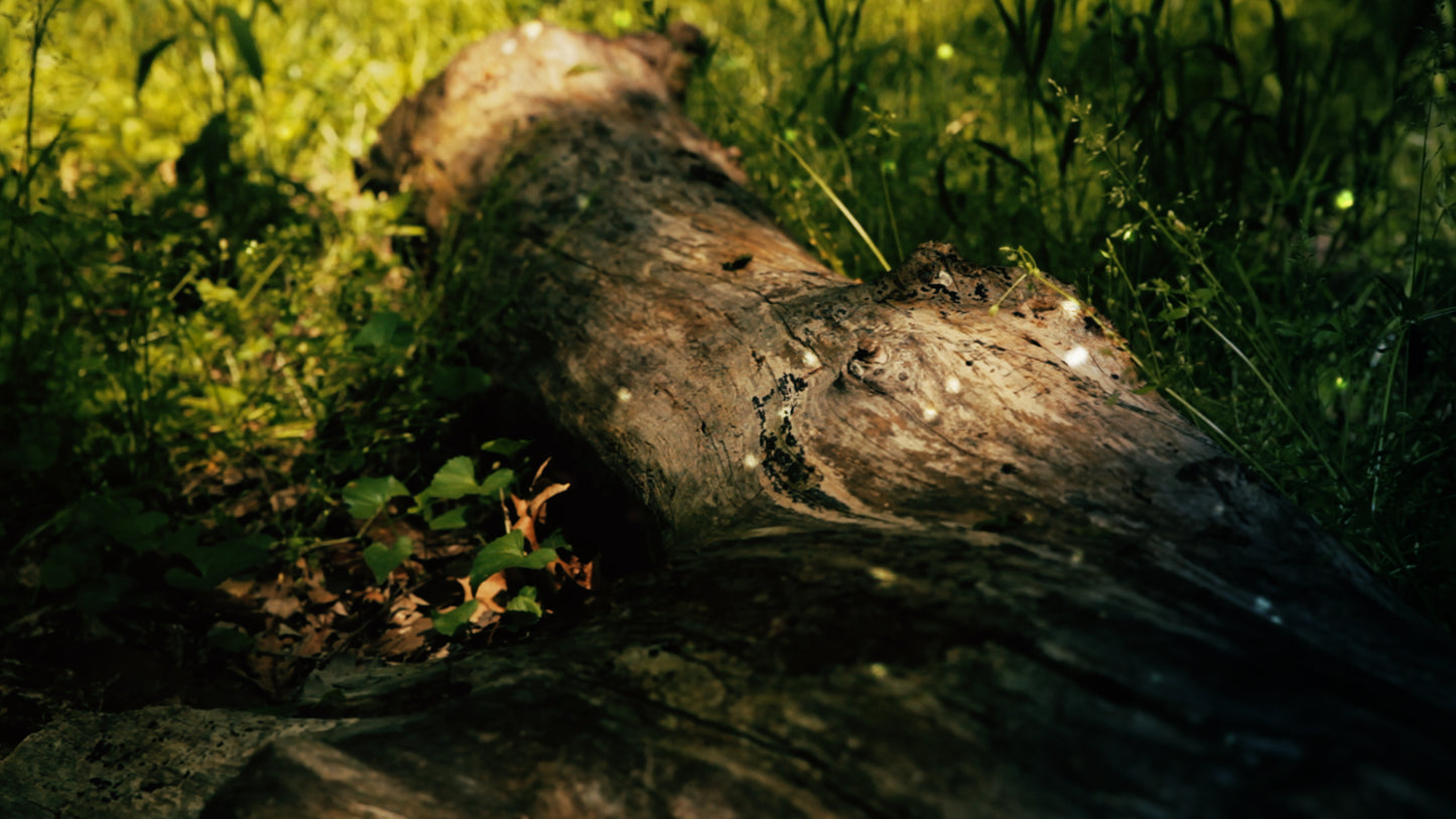 Sun Shade Log