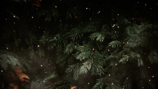 Evergreen 8