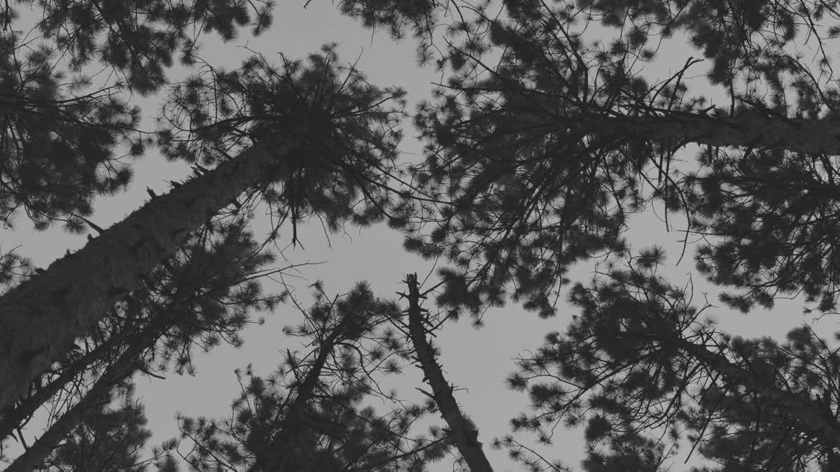 The Forest 2 BW