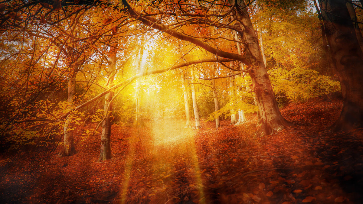 Thanksgiving Light 04