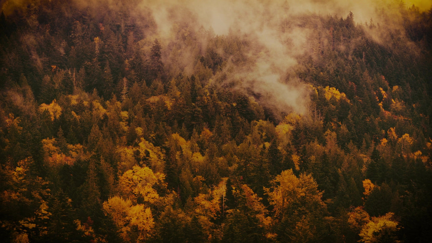 Autumn Colors Misty