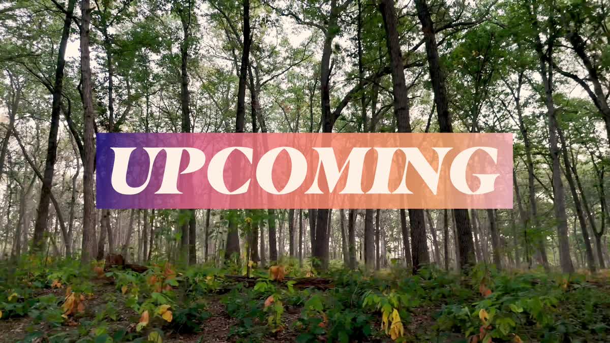 The Forest Upcoming