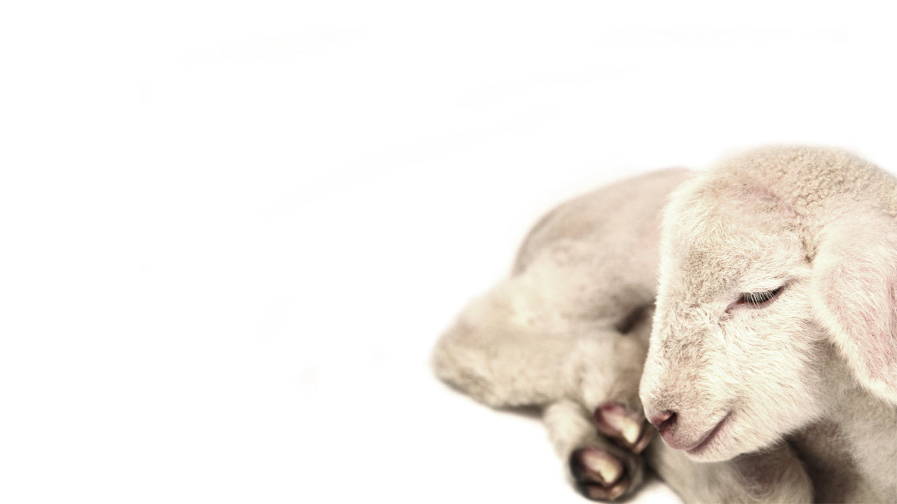 Lamb On White