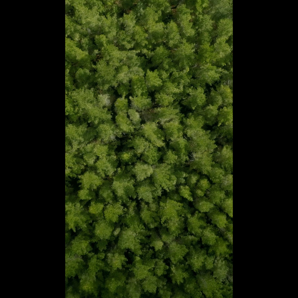 Aerial Bliss Pray Blank Reel