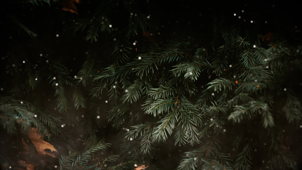Evergreen 8