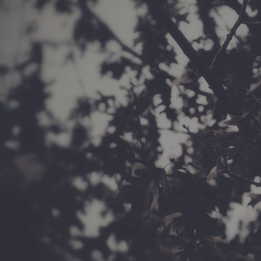 Reflections For Lent 2