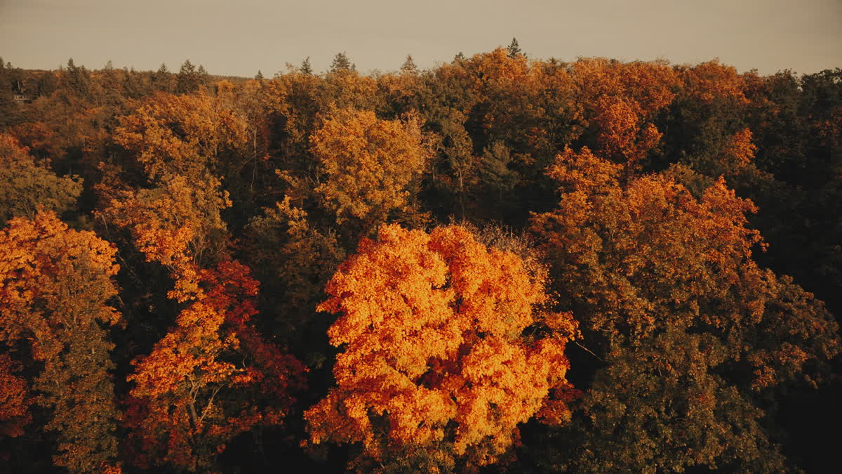 Autumn Foliage 10