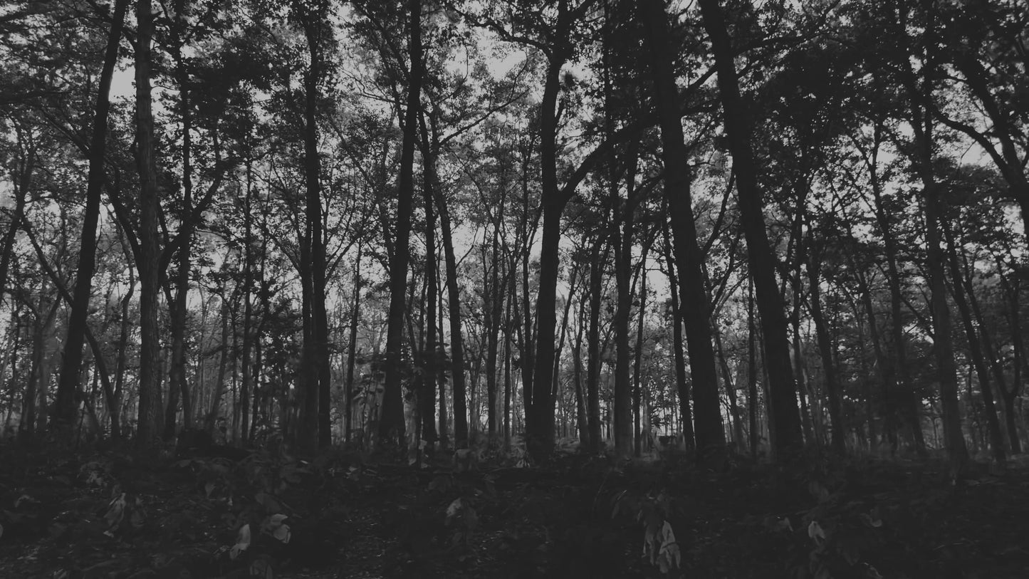 The Forest 7 BW